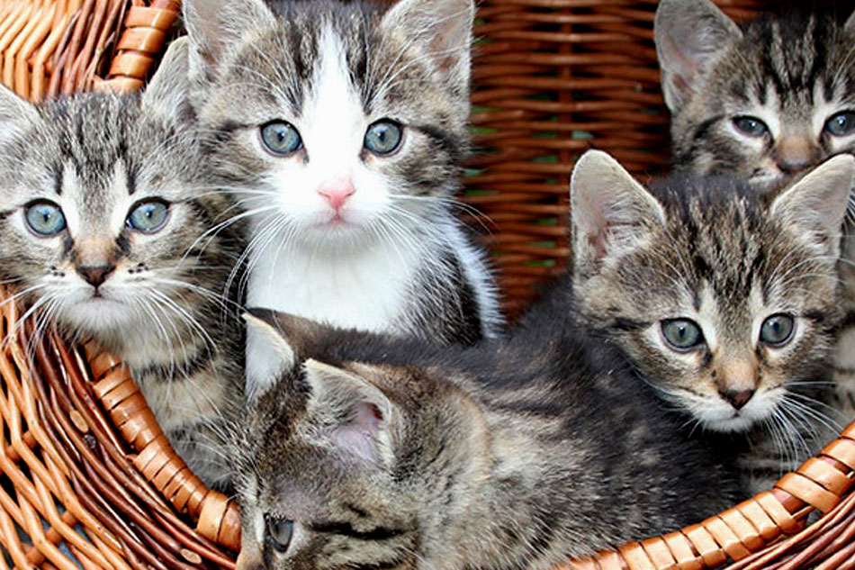 grey and white kittens in a basket