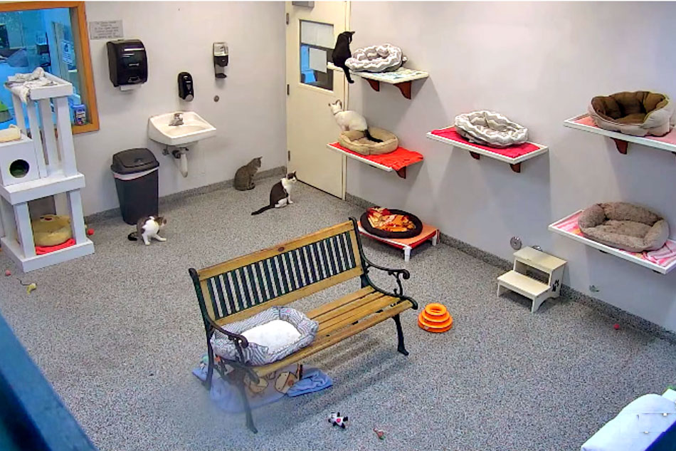 Pet Hotel Camera 24/7 Đà Nẵng