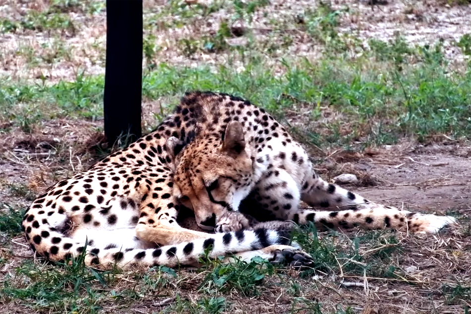 cheetah and cubs at hesc in south africa