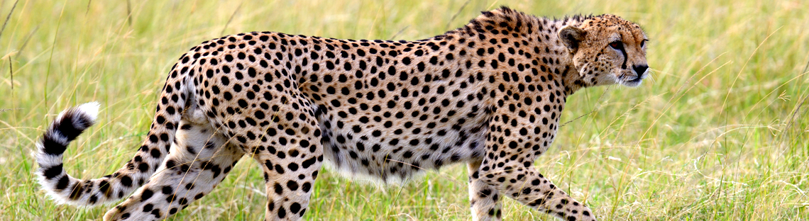 walking cheetah image on a page banner