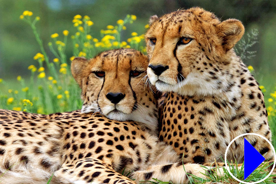 two cheetahs