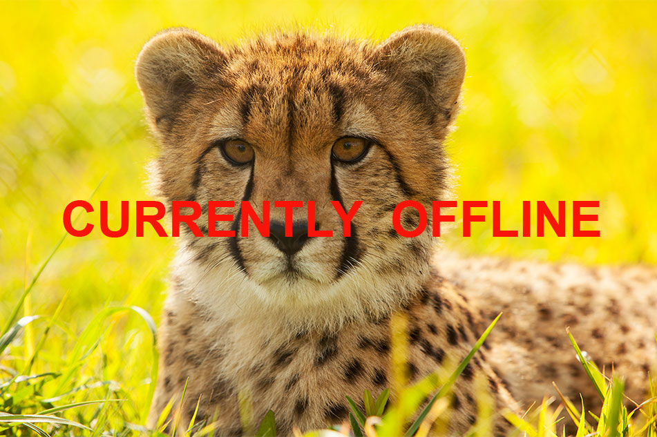 Live Streaming Webcam | Cheetah and Cubs | Smithsonian National Zoo |  Washington DC