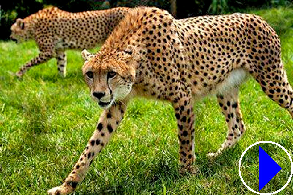 cheetah walking