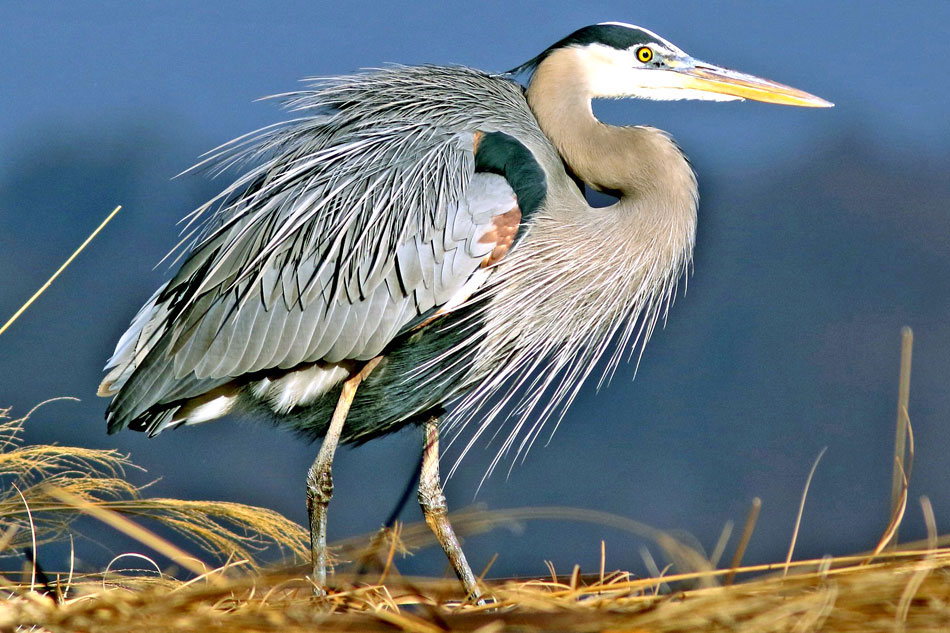 Great Blue Heron