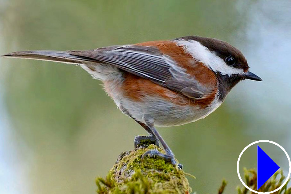 chestnut backed chickadee nest box