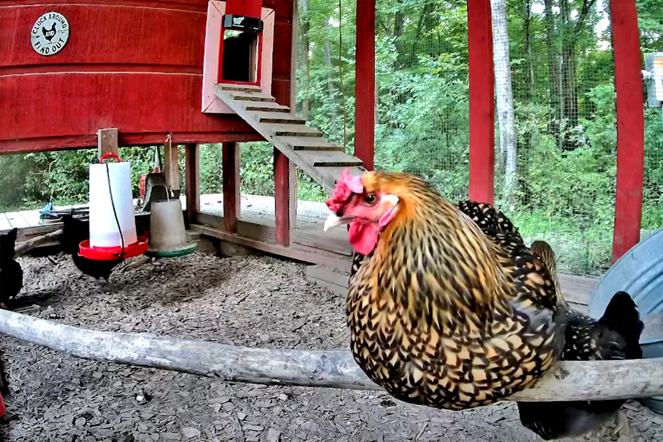 golden laced wyandotte on a perch