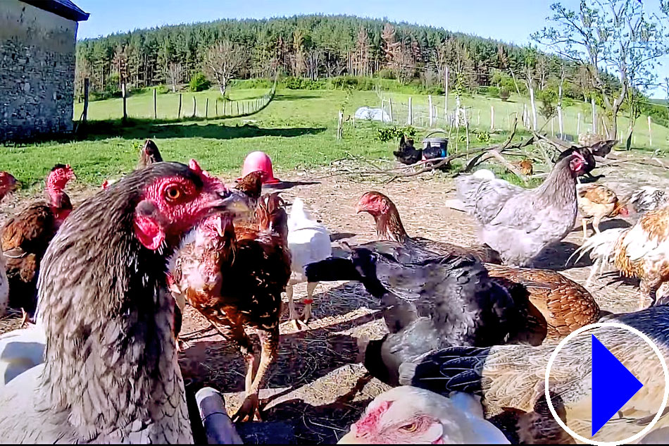 chickens on a poultry farm in hungary
