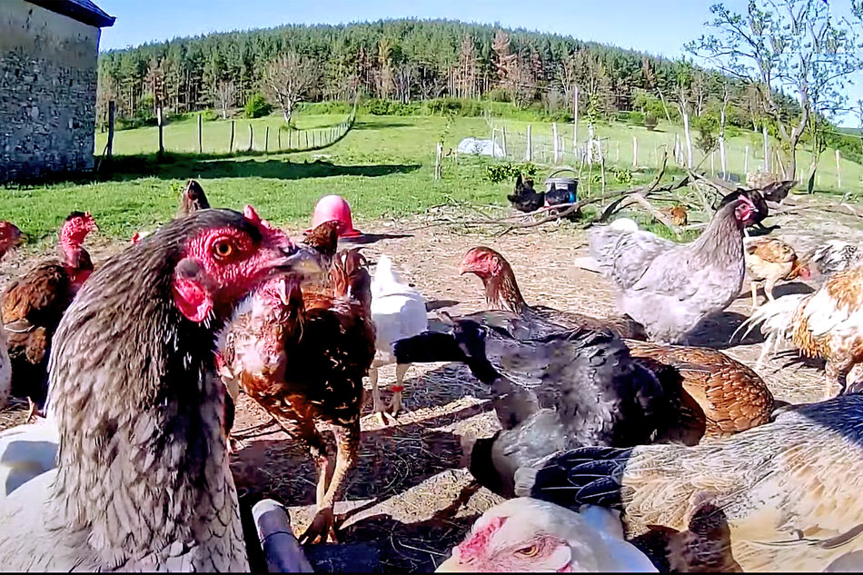 chickens in hungary