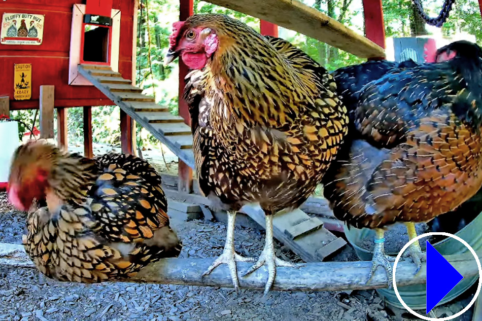chickens in a coop in indiana