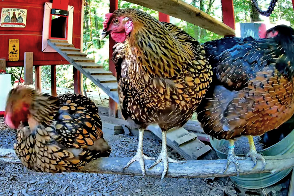chickens in indiana
