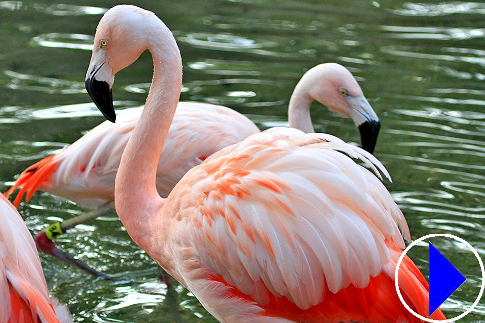 chilean flamingos