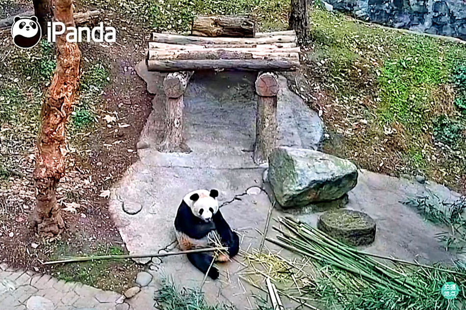 giant panda in china