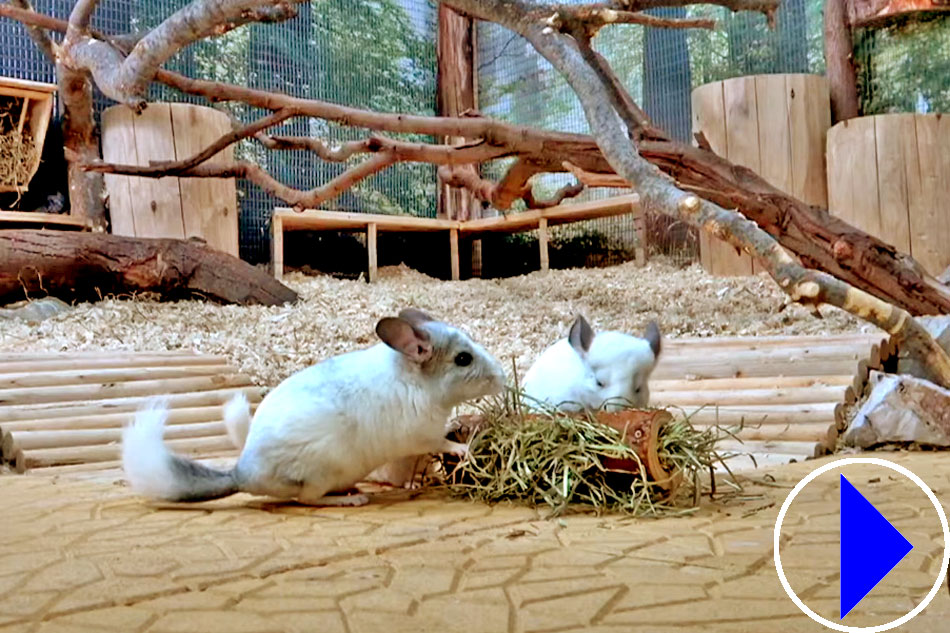 Live Streaming Chinchilla cam showing chinchillas in a specially