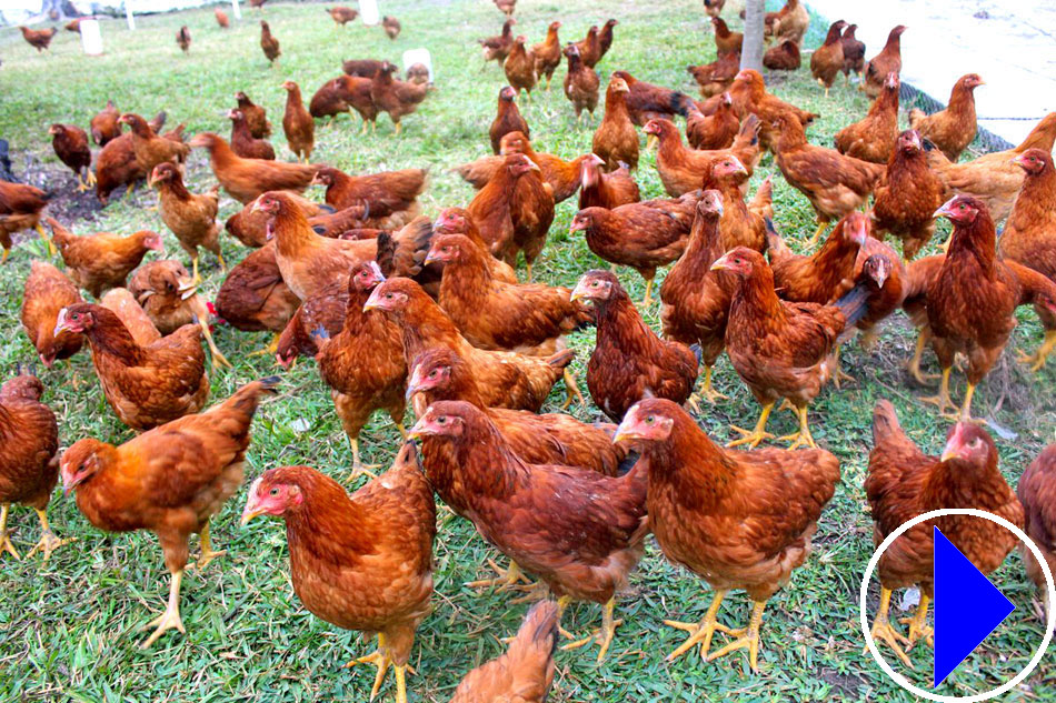 free range egg laying hens