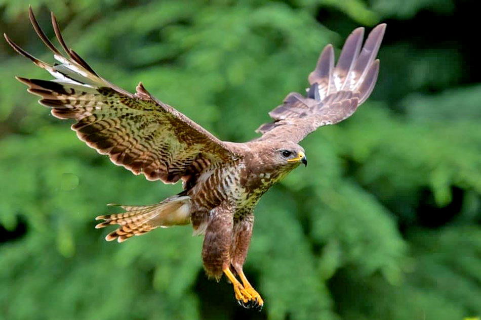 common buzzard in flight