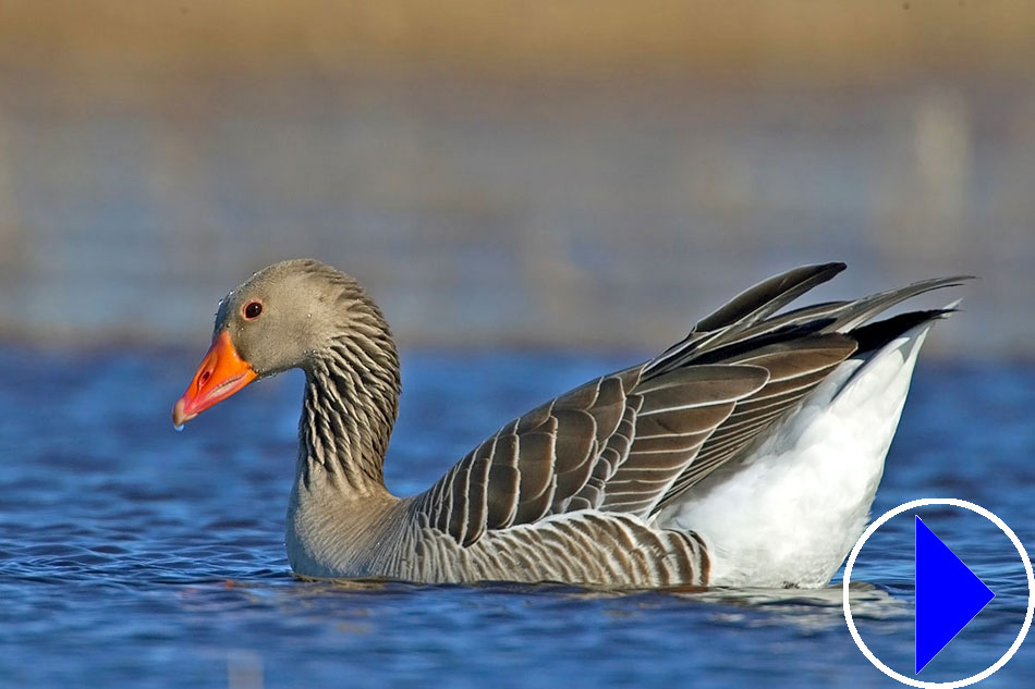 common goose