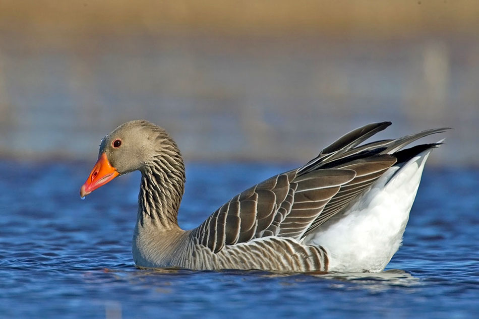 common goose
