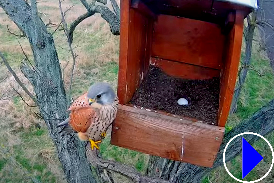 common kestrel in hungary