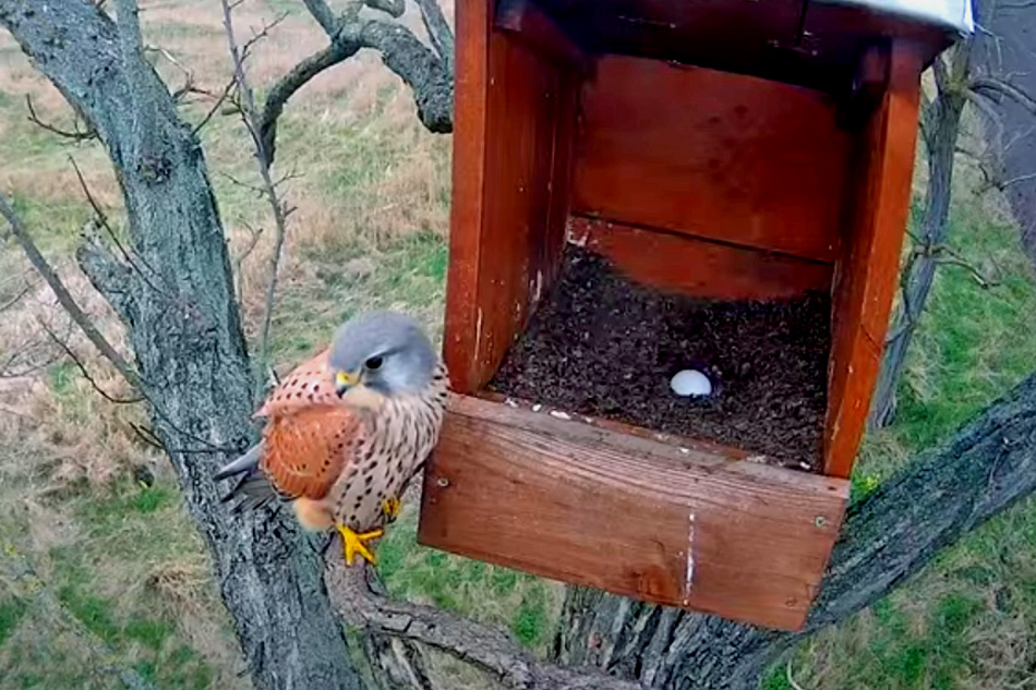 common kestrel in hungary