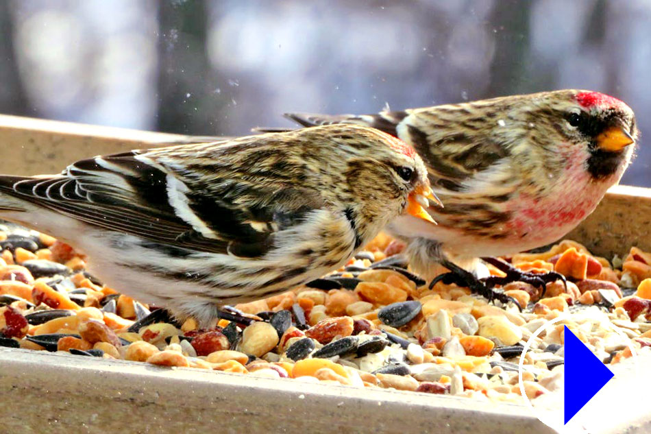 common redpolls eating seeds