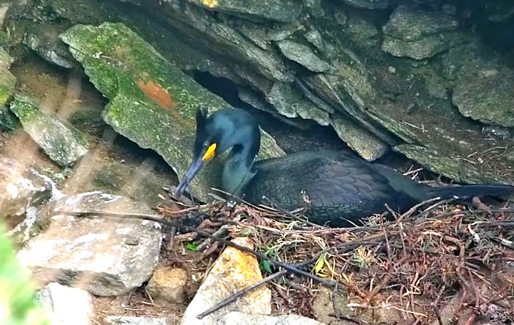 common shag nesting in galicia