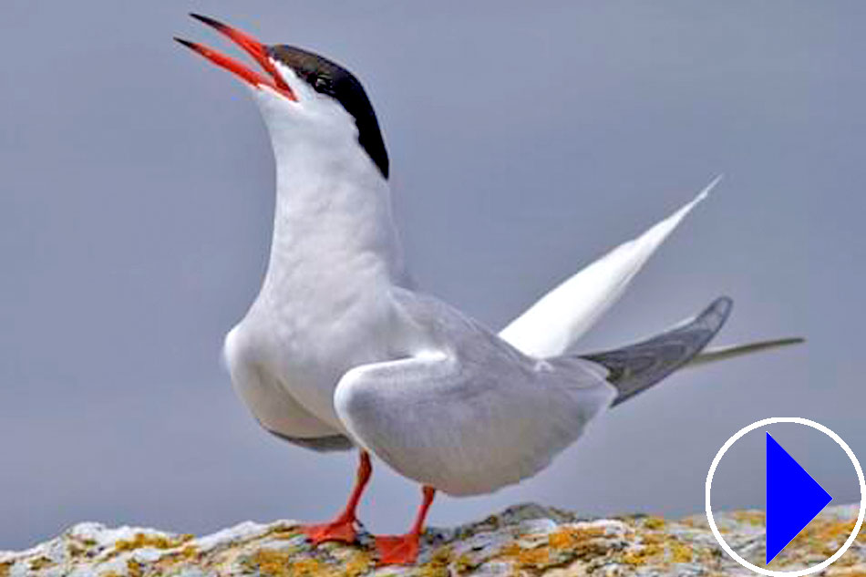 common tern