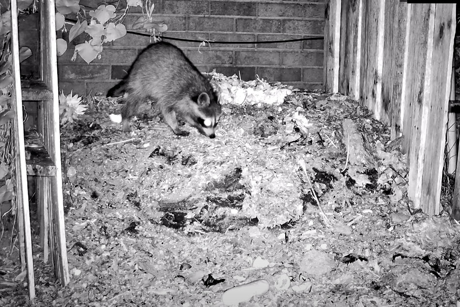raccoon on a compost heap
