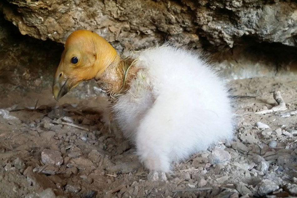 condor chick 