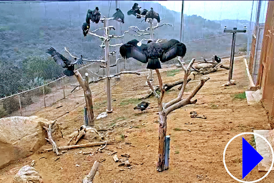 condors at san diego zoo