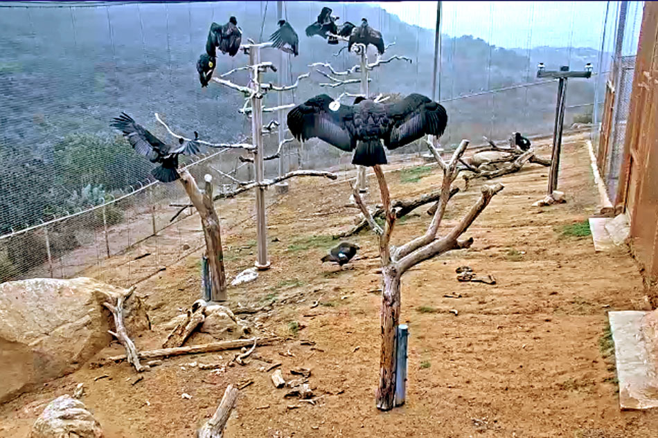 condors at san diego zoo