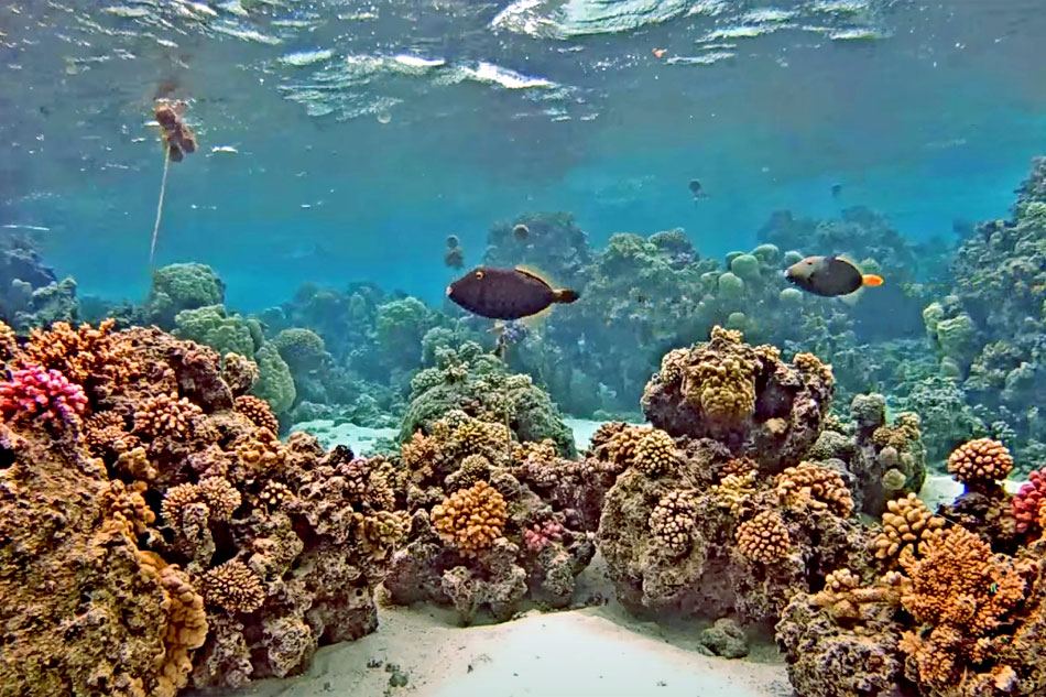 corar reef near tahiti