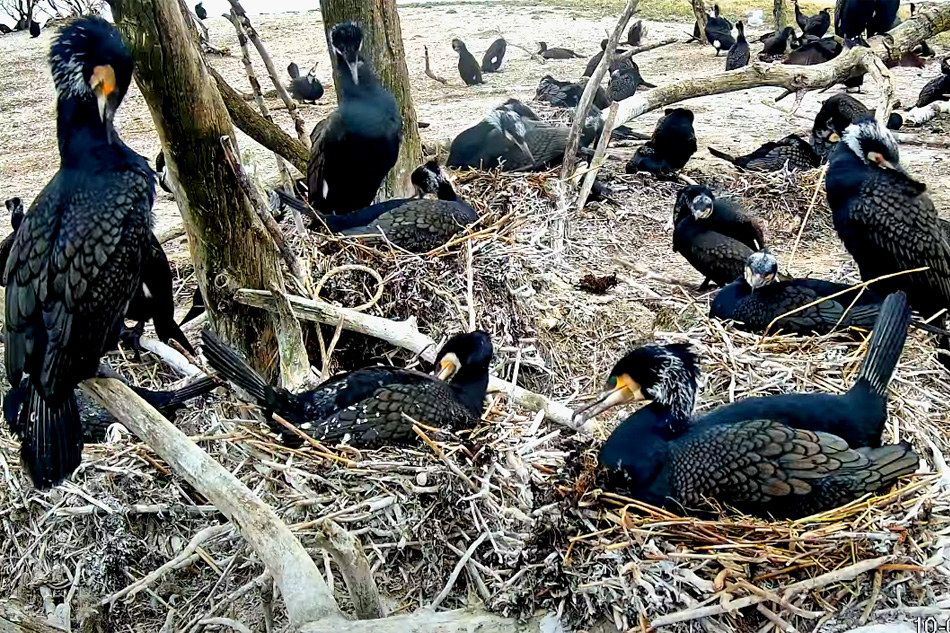 cormorants in estonia