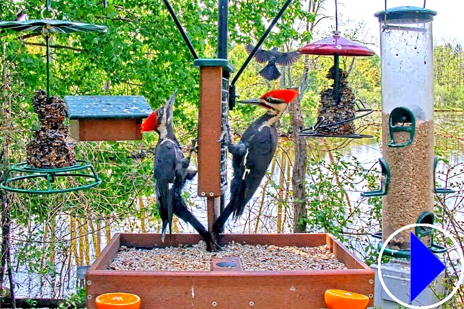 birds at a feeder in ithaca