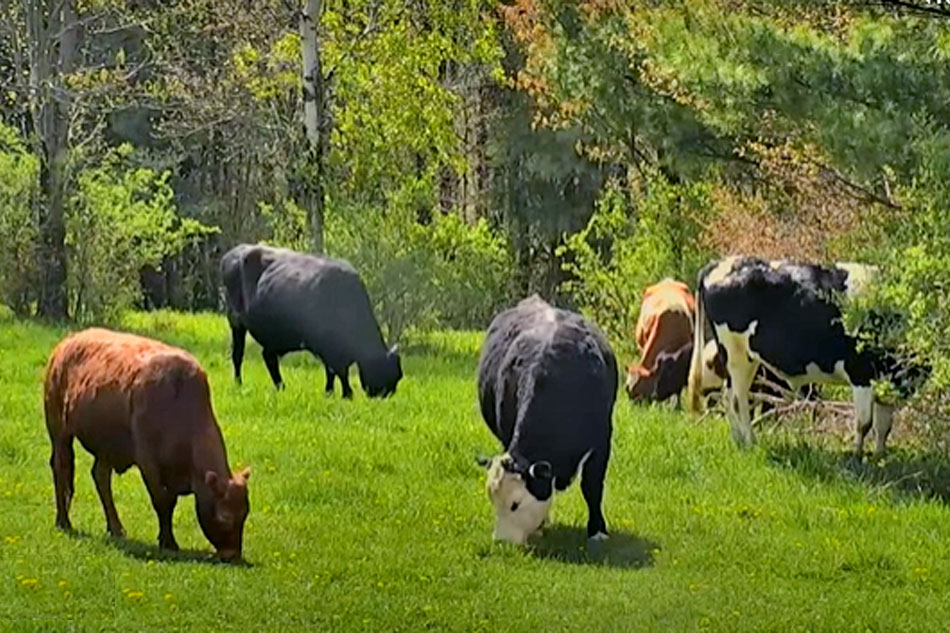 cows at farm sanctuary