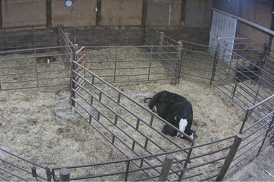 cows in a barn