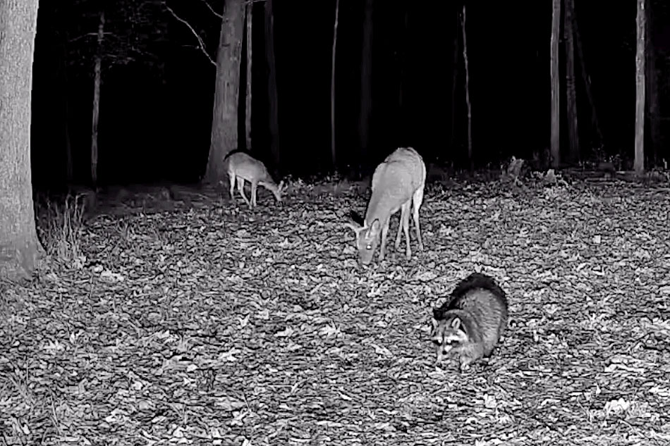 coyote ridge deer at night