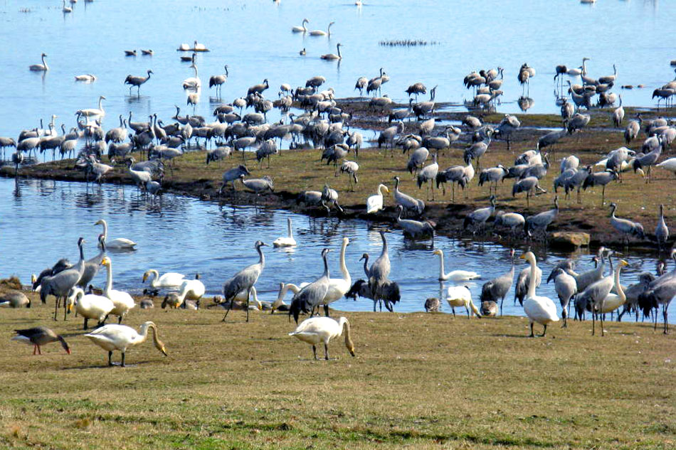 cranes at lake hornborga