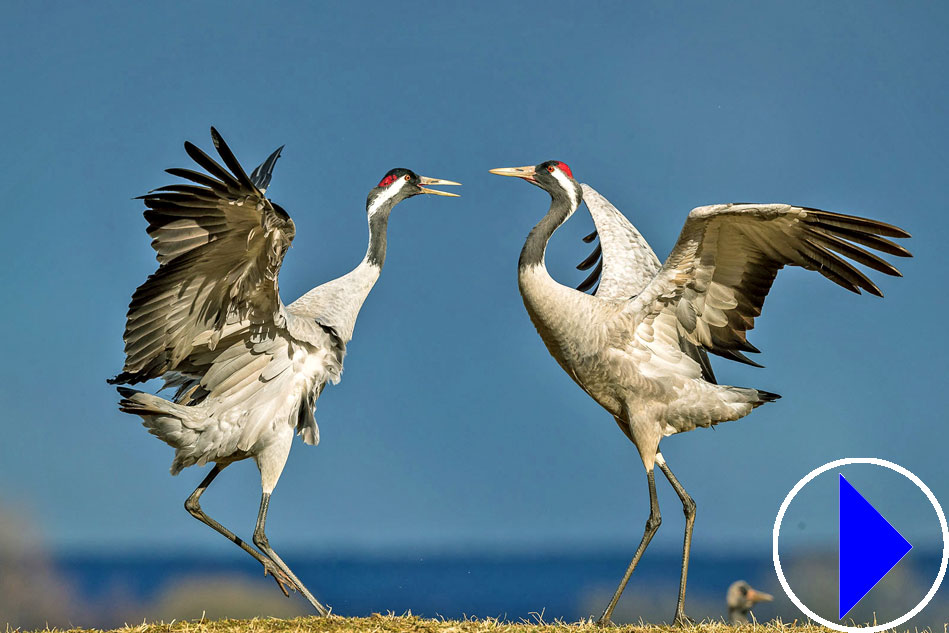 dancing cranes