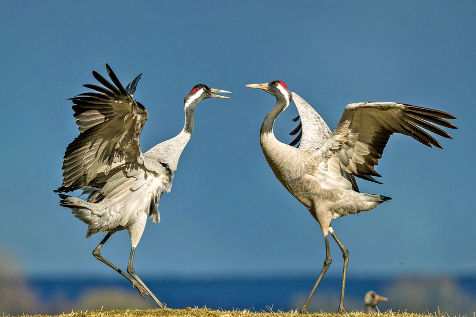 dancing cranes