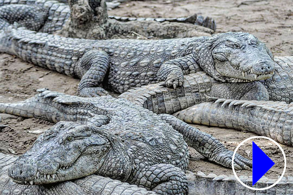 Crocodiles in an Indian Zoo
