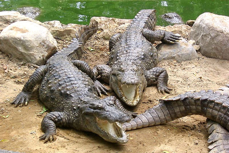 Crocodiles