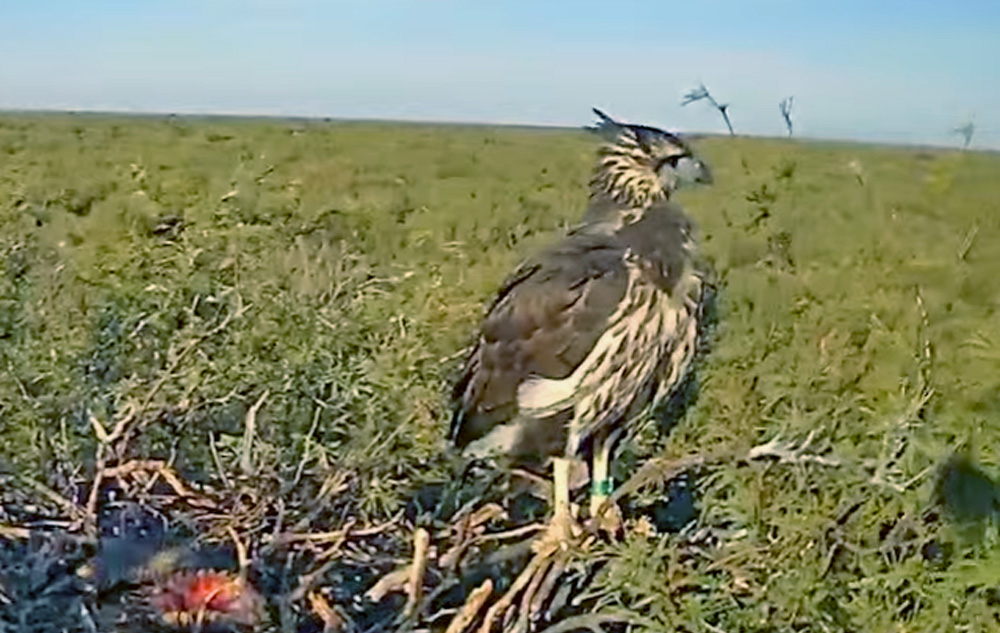 crowned eagle in argentina