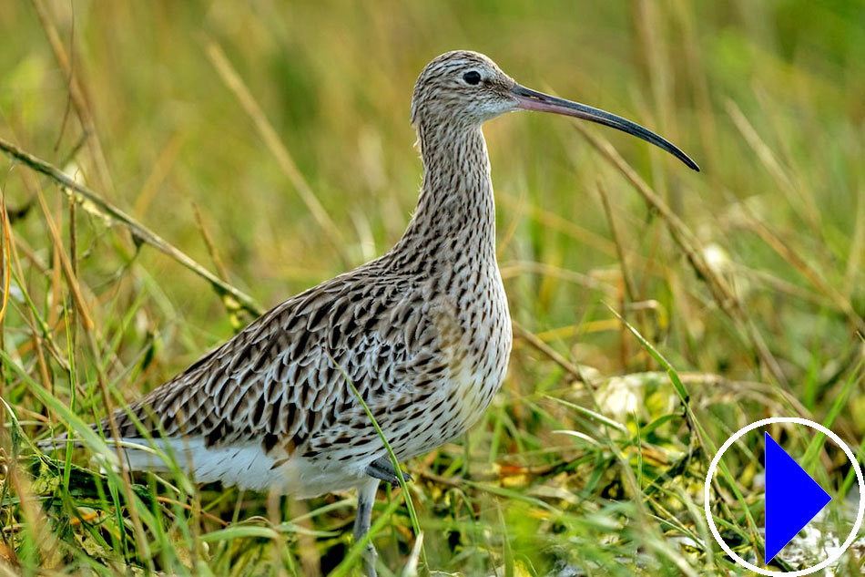 curlew in grass