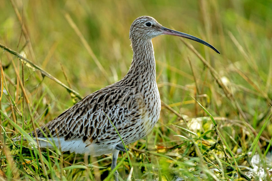 curlew in grass