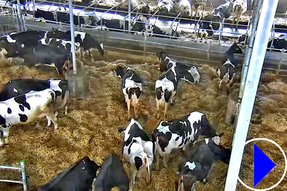 dairy cows in a barn