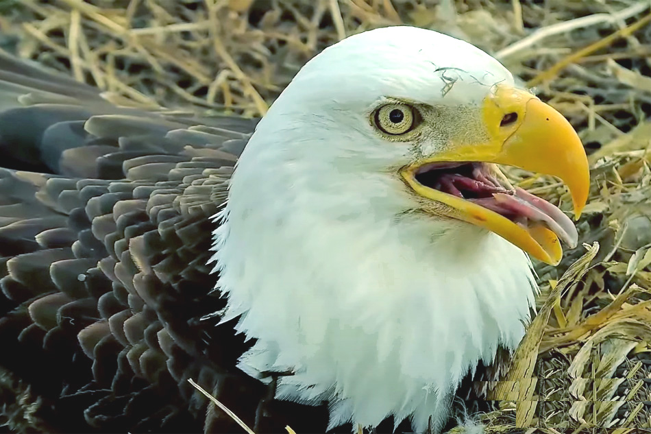 decorah north bald eagle