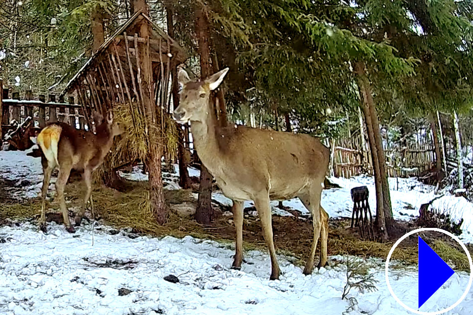 wild deer in bucovina