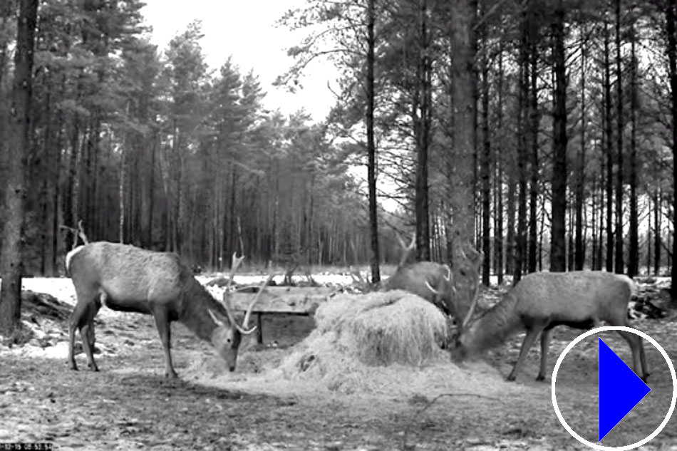 wild deer in estonia