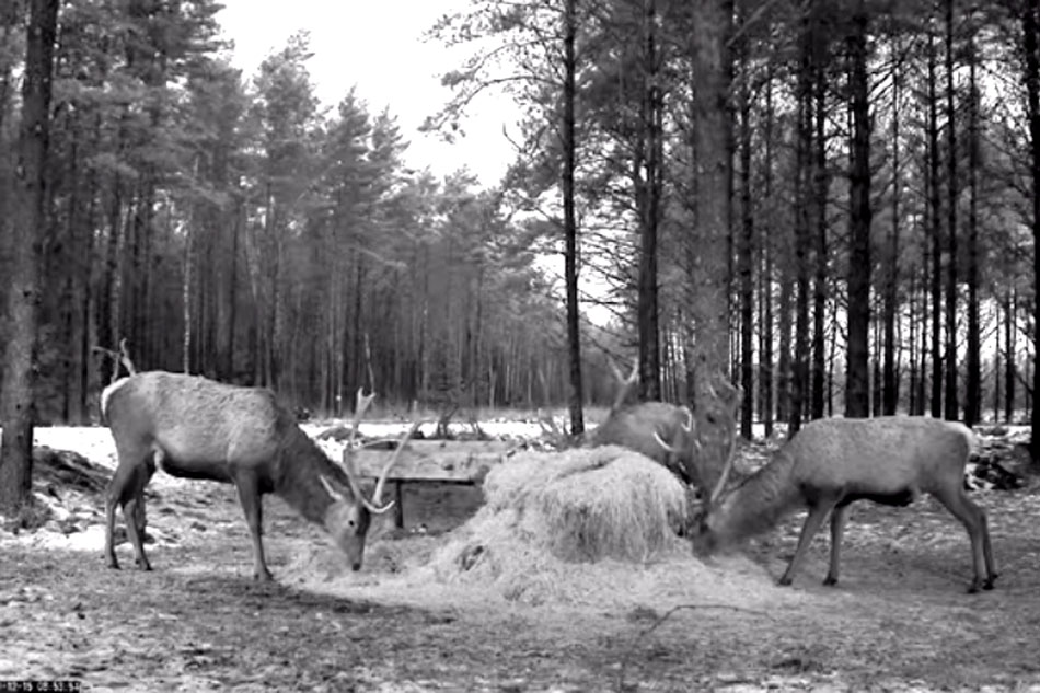 deer in estonia