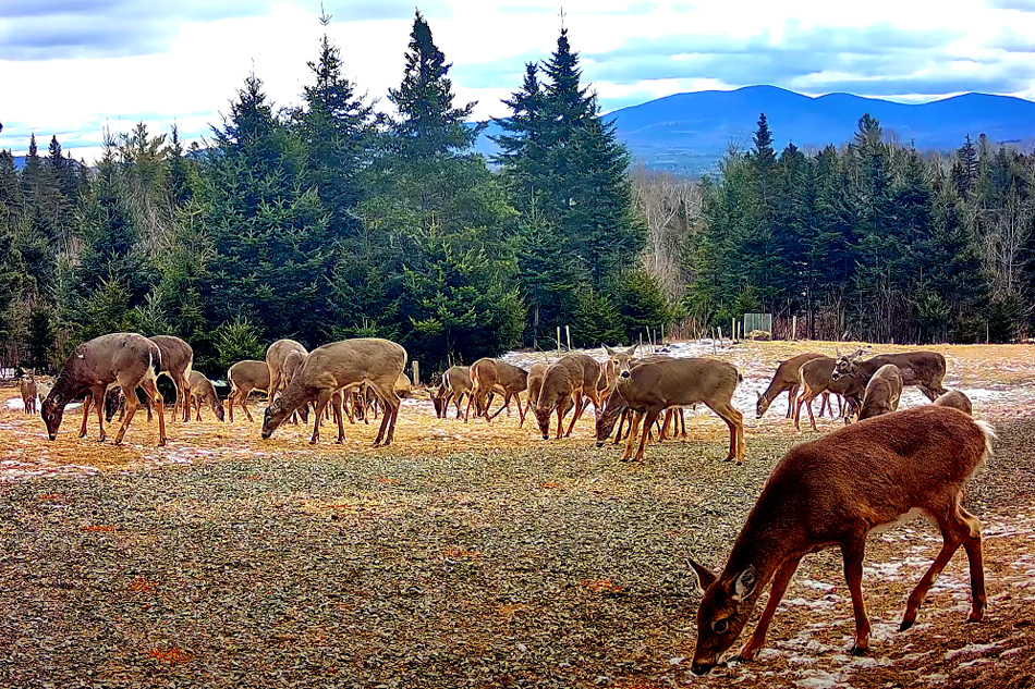 deer in eustis in maine